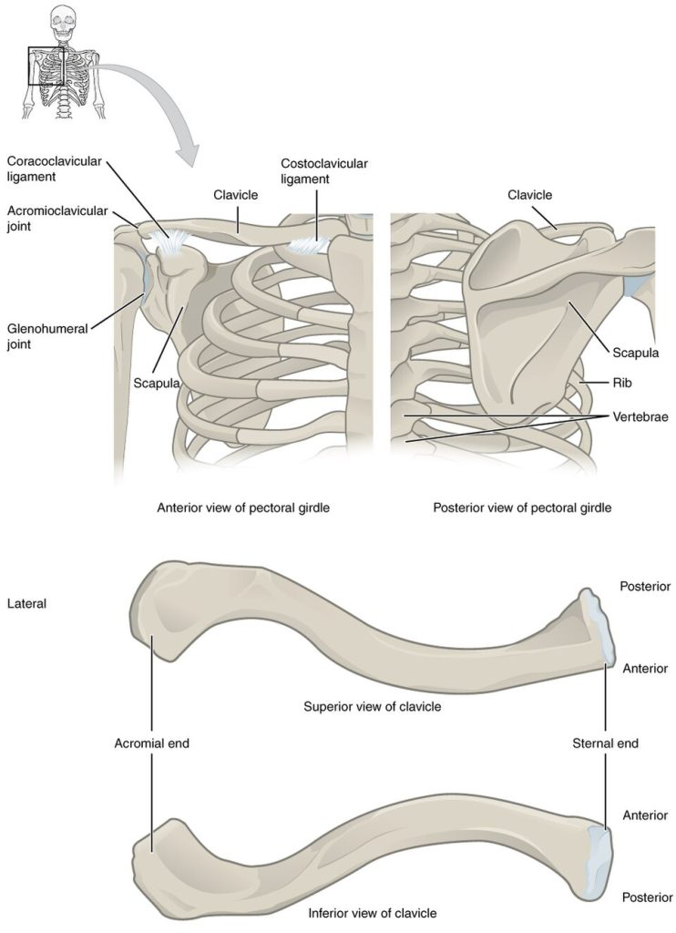 ”802_Pectoral_Girdle” by OpenStax College is licensed under CC BY 3.0 Illustration showing anterior and posterior views of the pectoral girdle along with superior and inferior views of the clavicle