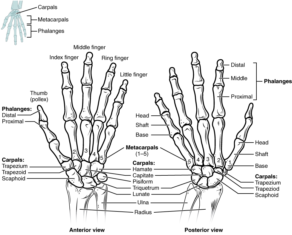 “806_Hand_and_Wrist.jpg” by OpenStax College is licensed under CC BY 3.0 Illustration showing anterior and posterior views of the bones of the hand, wrist, and fingers