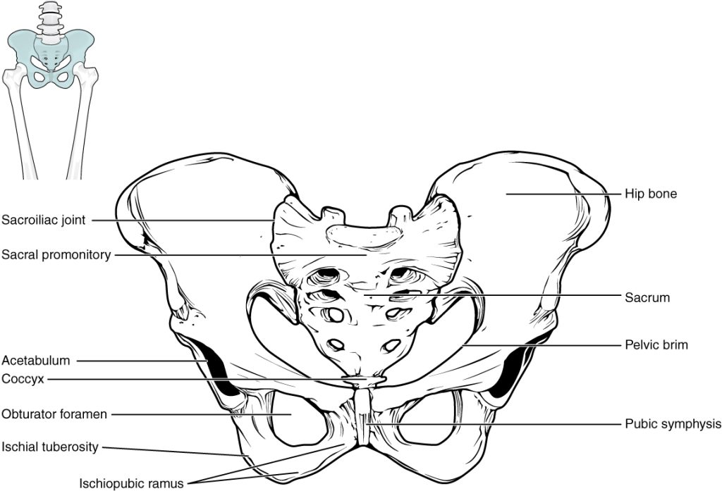 “807_Pelvis.jpg” by OpenStax College is licensed under CC BY 3.0 Illustration showing the locations and composition of the human pelvis