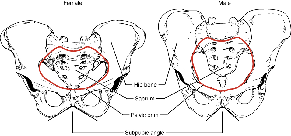 ”809_Male_Female_Pelvic_Girdle” by OpenStax College is licensed under CC BY 3.0 Illustration showing a comparison between a female and a male pelvis