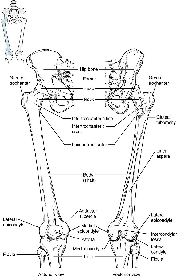 ”810_Femur_and_Patella” by OpenStax College is licensed under CC BY 3.0 Illustration showing location and composition of the femur from both anterior and posterior views