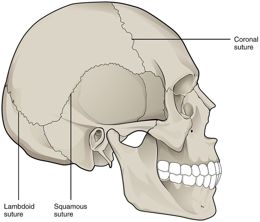 ”901_Skull_Sutures” by OpenStax College is licensed under CC BY 3.0 Illustration of a skull with text labels identifying suture joints