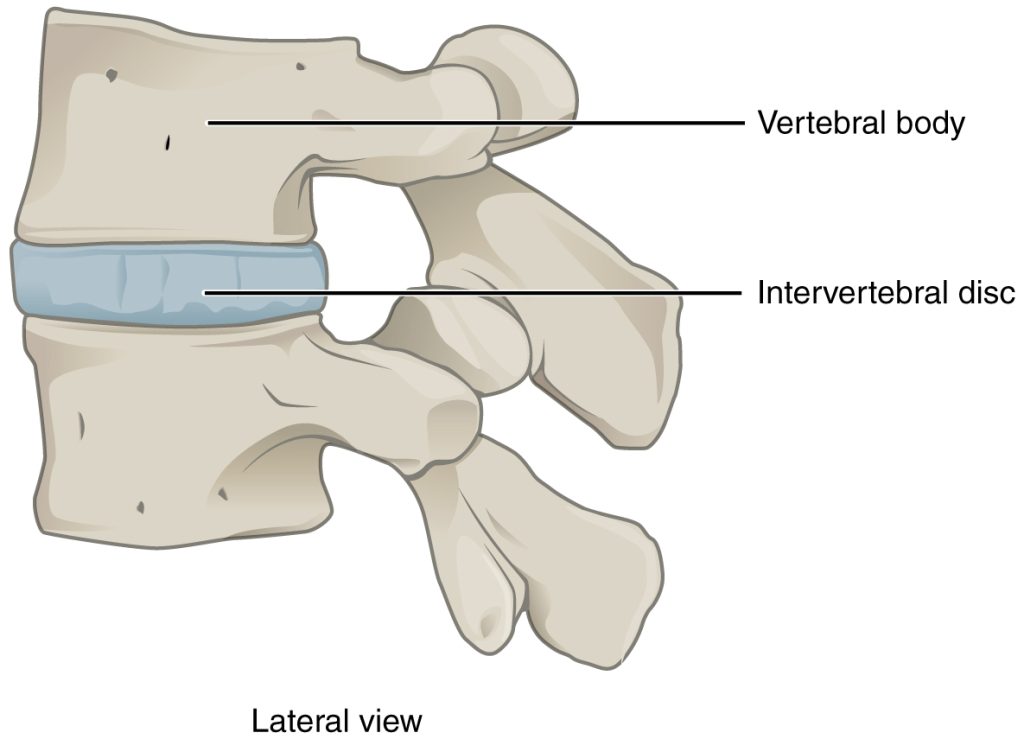 ”902_Intervertebral_disk-02” by OpenStax College is licensed under CC BY 3.0 Illustration showing location of interverbral disc on a lateral view