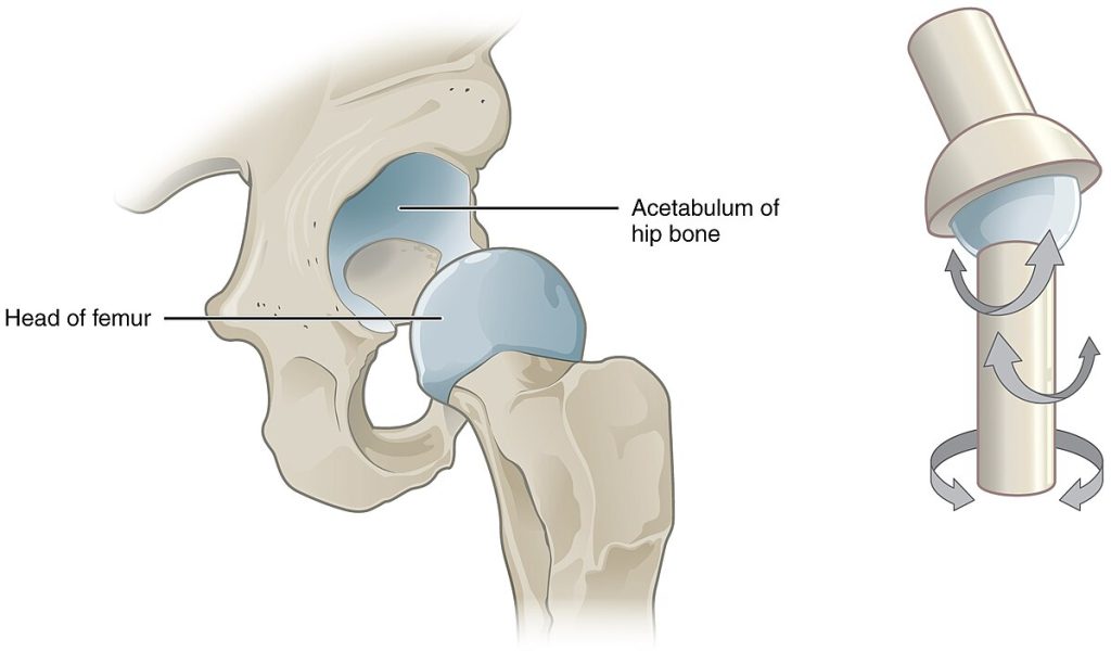 ’903_Multiaxial_Joint” by OpenStax College is licensed under CC BY 3.0 Illustration showing the location of the acetabulum of the hip bone and the head of the femur, along with arrow indicators for how the joint moves