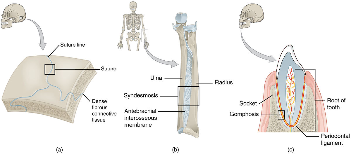 "904_Fibrous_Joints" by OpenStax College is licensed under CC BY 3.0 Illustration showing examples of fibrous joints in the skull, teeth, and forearm areas