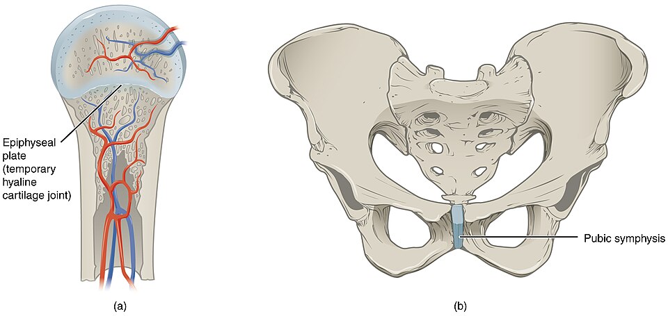 "906_Cartiliginous_Joints" by OpenStax College is licensed under CC BY 3.0 Illustration showing examples of cartilaginous joints