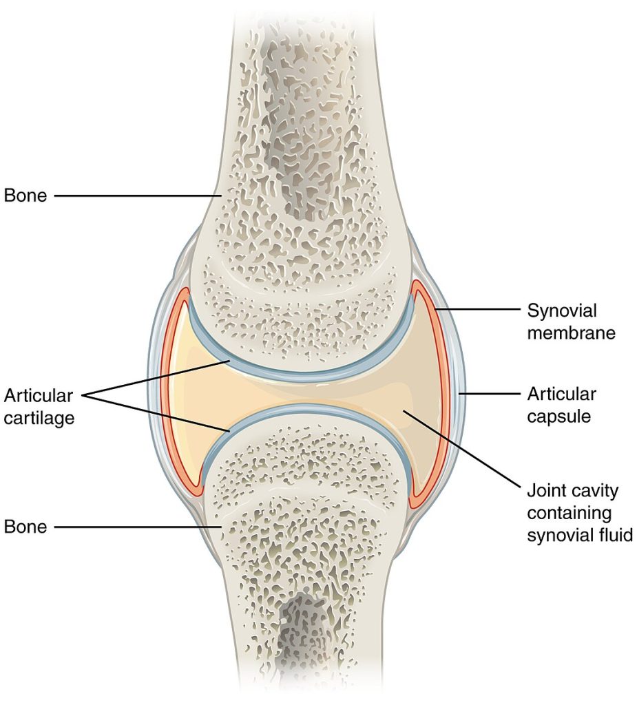 ’907_Synovial_Joints” by OpenStax College is licensed under CC BY 3.0 Illustration showing the major structures of a synovial joint