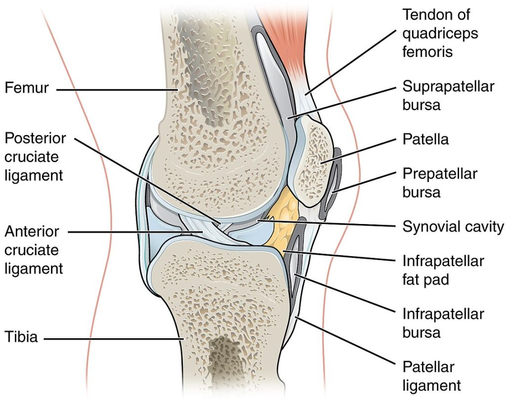 “908_Bursa.jpg” by OpenStax College is licensed under CC BY 3.0 Illustration showing the major structures in the knee joint