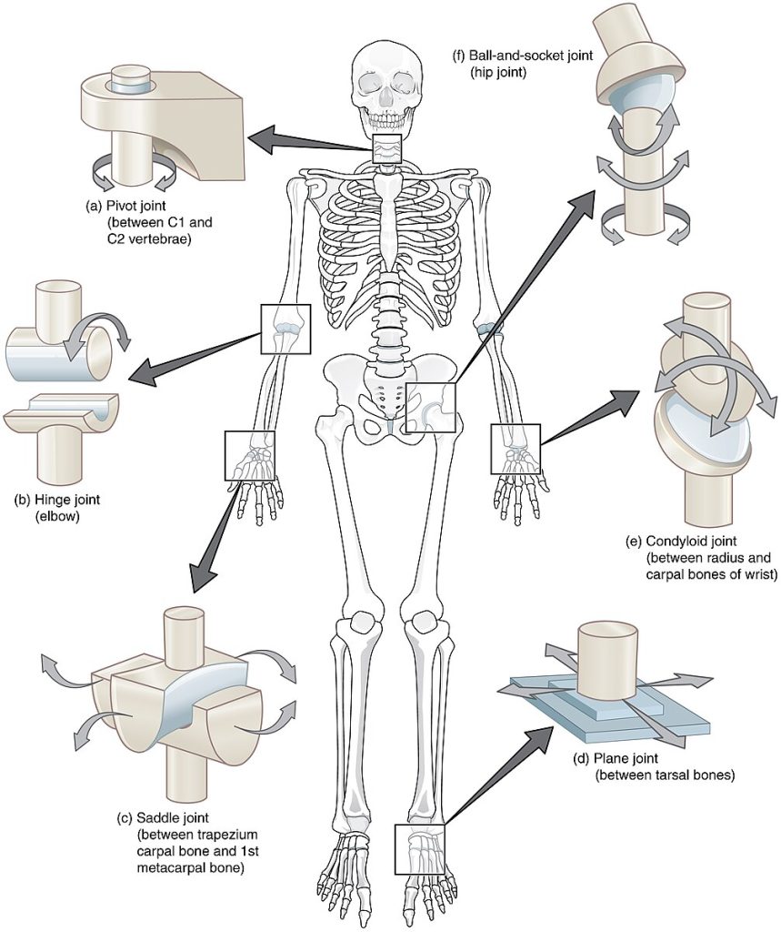 ”909_Types_of_Synovial_Joints” by OpenStax College is licensed under CC BY 3.0 Illustration showing locations and examples of synovial joints on a human skeleton