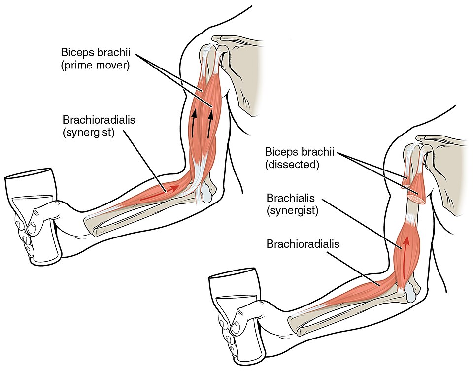 ”Biceps_Muscle_CNX” by OpenStax College CC BY-SA 3.0 Illustration showing muscle movement within biceps and brachioradialis