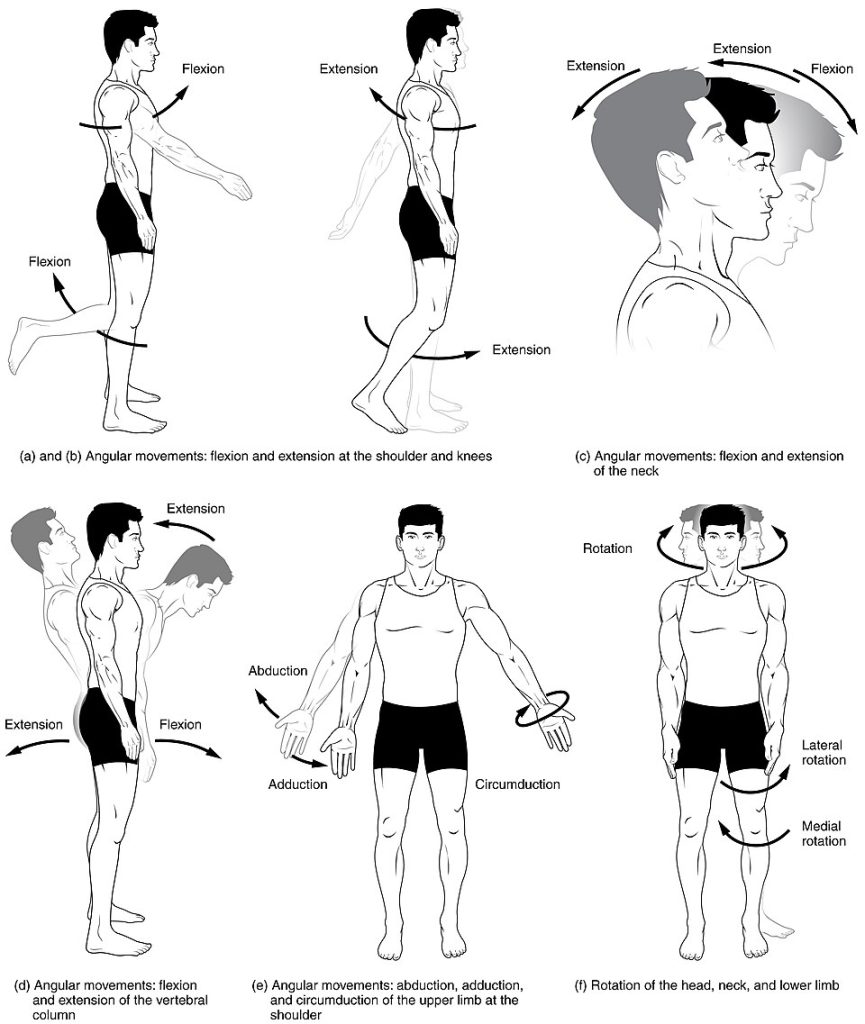 “Body_Movements_I.jpg” by Tonye Ogele CNX is licensed under CC BY-SA 3.0 Illustrations showing various movements that a human body can perform