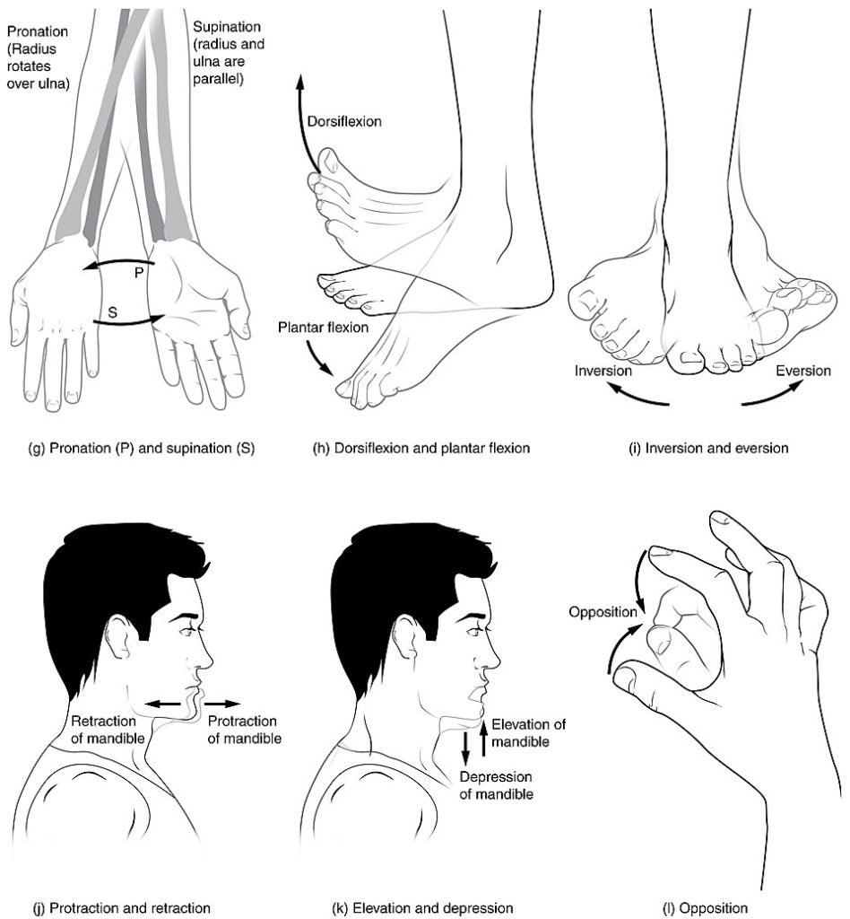 “Body_Movements_II.jpg” by Tonye Ogele CNX is licensed under CC BY-SA 3.0 Illustration showing various movements the human body can perform