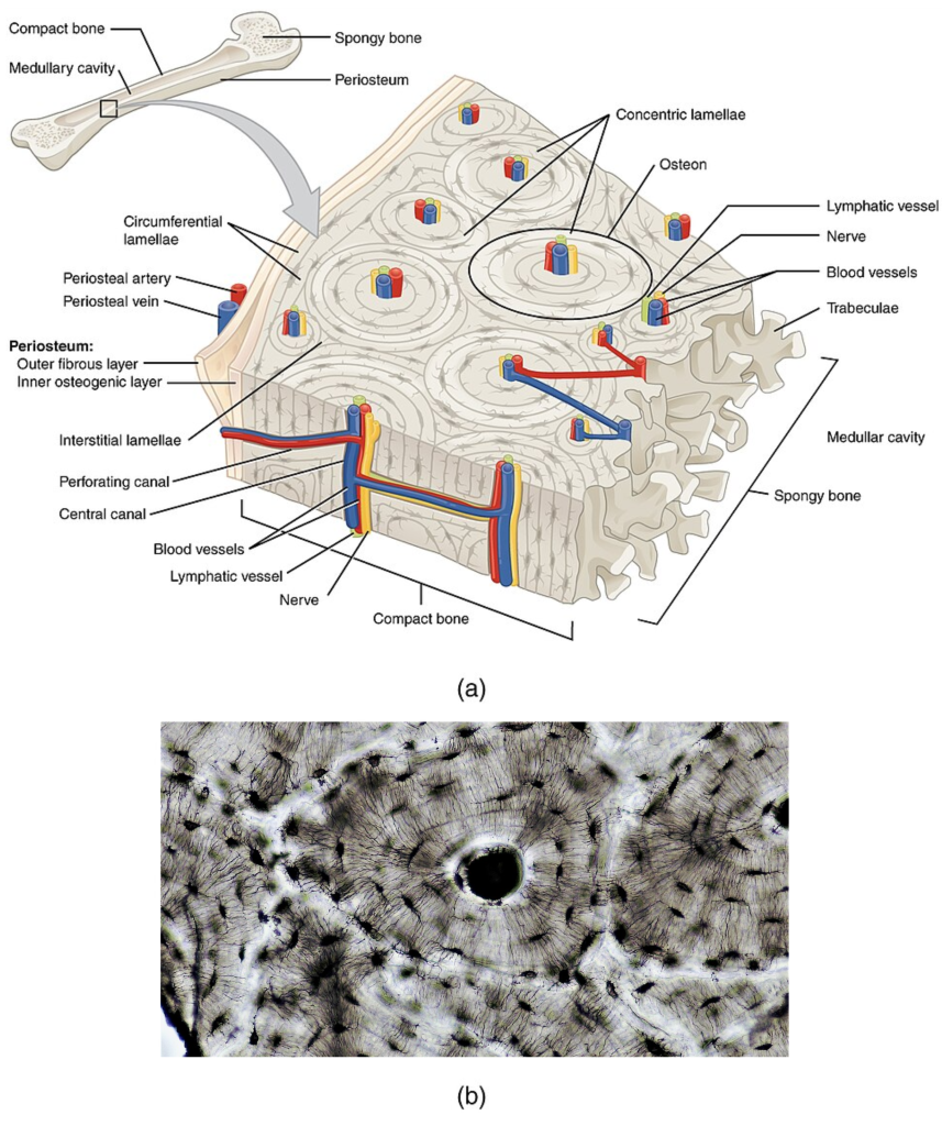 This image is a modification of ”624_Diagram_of_Compact_Bone-new” by OpenStax College, licensed under CC BY 3.0 and "Connective_Tissue_Compact_Bone_(41068142774)" by Berkshire Community College Bioscience Image Library, licensed under CC0, Public Domain. Illustration and magnification showing composition of compact bone and connective tissue with text labels for major structures