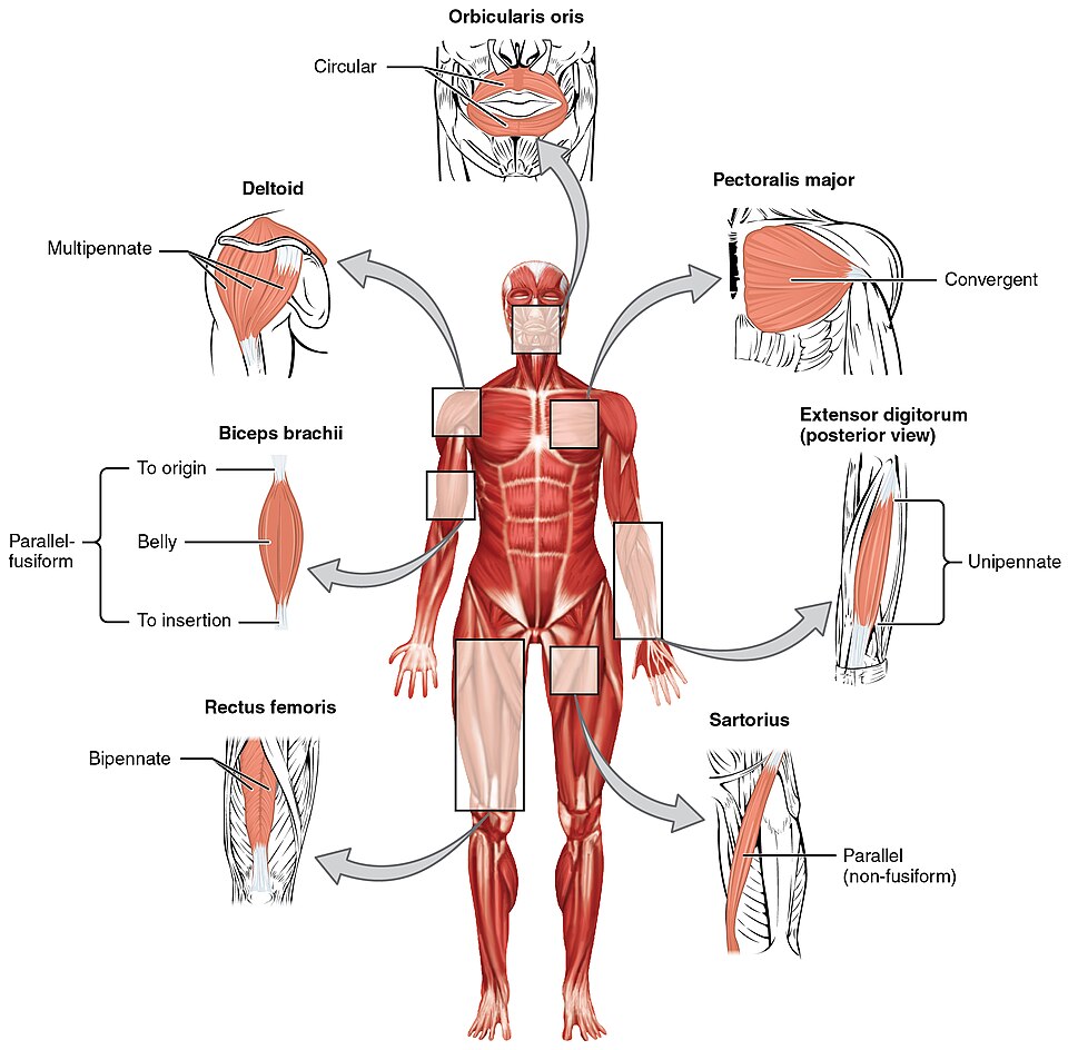 ”Fascicle_Muscle_Shapes” by OpenStax College is licensed under CC BY-SA 3.0 Illustration showing locations of various muscle shapes and fiber alignment on the human body