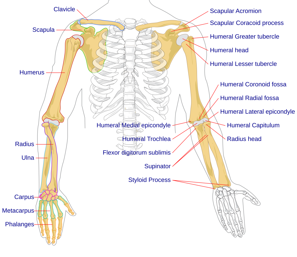 “Human_arm_bones_diagram.svg” by LadyofHats Mariana Ruiz Villarreal is licensed in the Public Domain. Illustration showing bones of the torso, arms and hands