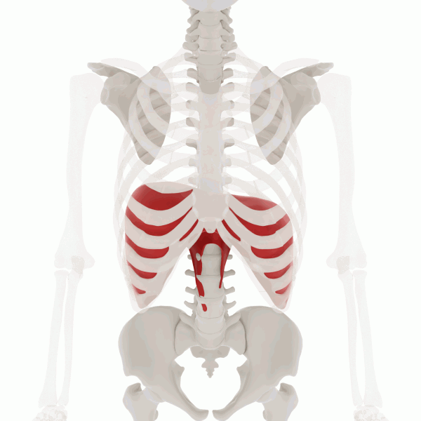 "Human_diaphragm.png" by Anatomography is licensed under CC BY-SA 2.1 Japan Moving illustration that shows the diaphragm muscle underneath the rib cage