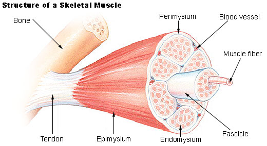 "Human Biology fig. 1.20 - Structure of a skeletal muscle - English labels" by National Cancer Institute/SEER Training Modules. is in the Public Domain. Illustration showing the structure of skeletal muscle