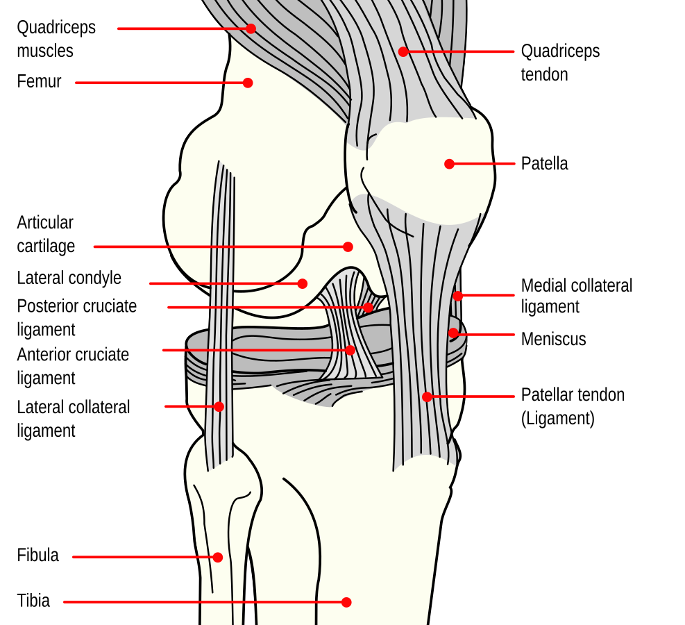 “Knee_diagram.svg” by Mysid is licensed in the Public Domain. Illustration showing the major structures of the knee joint