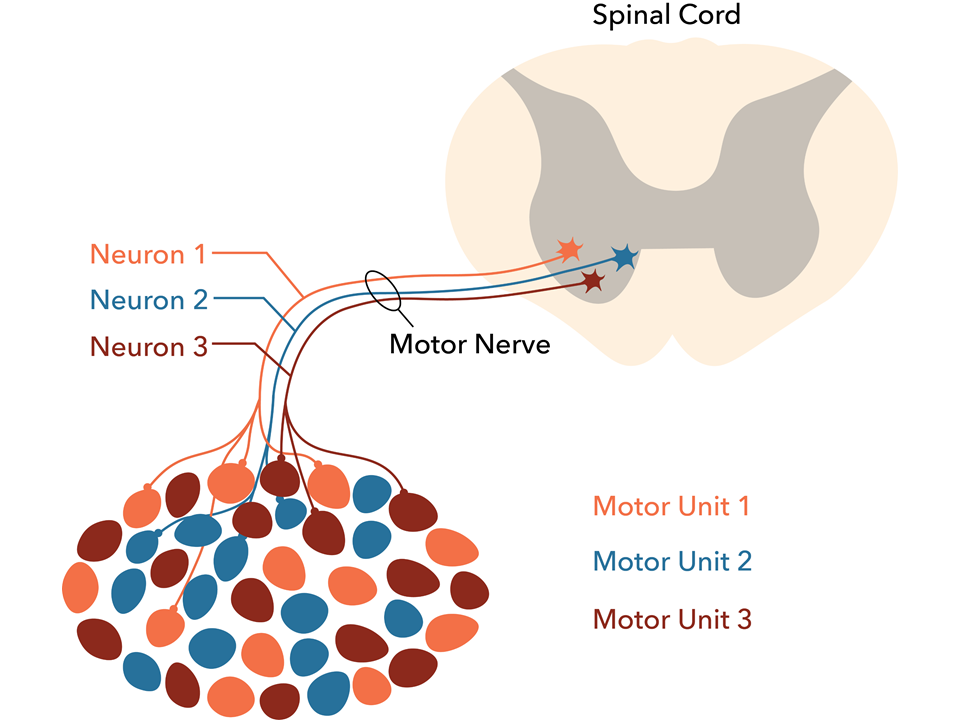 "Motor_unit" by Daniel Walsh and Alan Sved is licensed under CC BY-SA 4.0 Illustration showing three motor units attaching to the spinal cord