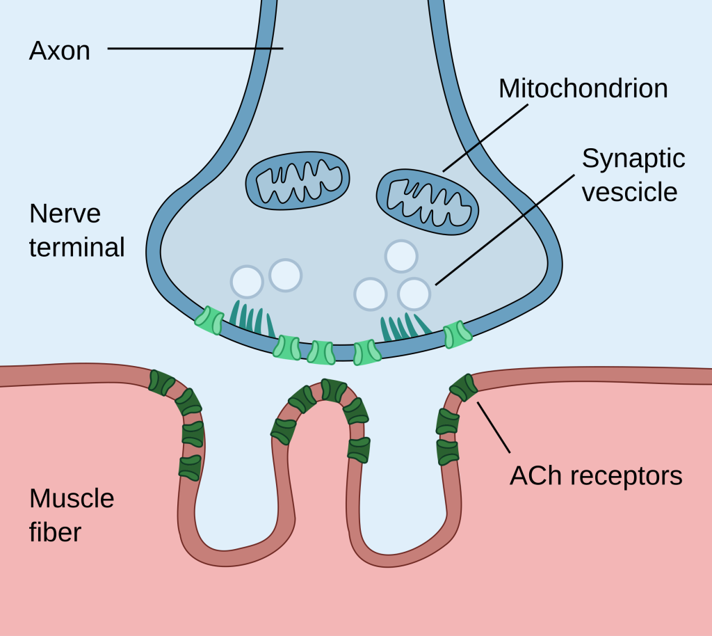 "Neuromuscular_junction" by Paul Hege is licensed under CC BY-SA 4.0 Illustration showing the components of the neuromuscular junction
