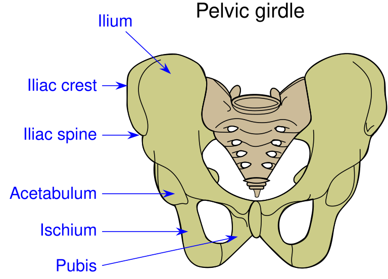 “Pelvic_girdle_illustration.svg” by U.S. National Cancer Institute is licensed under CC BY-SA 4.0 Illustration of the pelvic girdle with text labels for major structures
