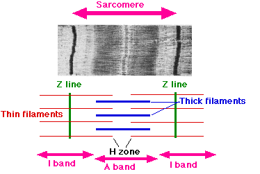 "Sarcomere" by User:Sameerb is in the Public Domain Microscopic view of a sarcomere