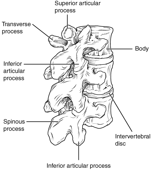 This image is derived from ”725_Lumbar_Vertebrae” by OpenStax College and licensed under CC BY 3.0 Illustration showing vertebrae with text labels for major processes