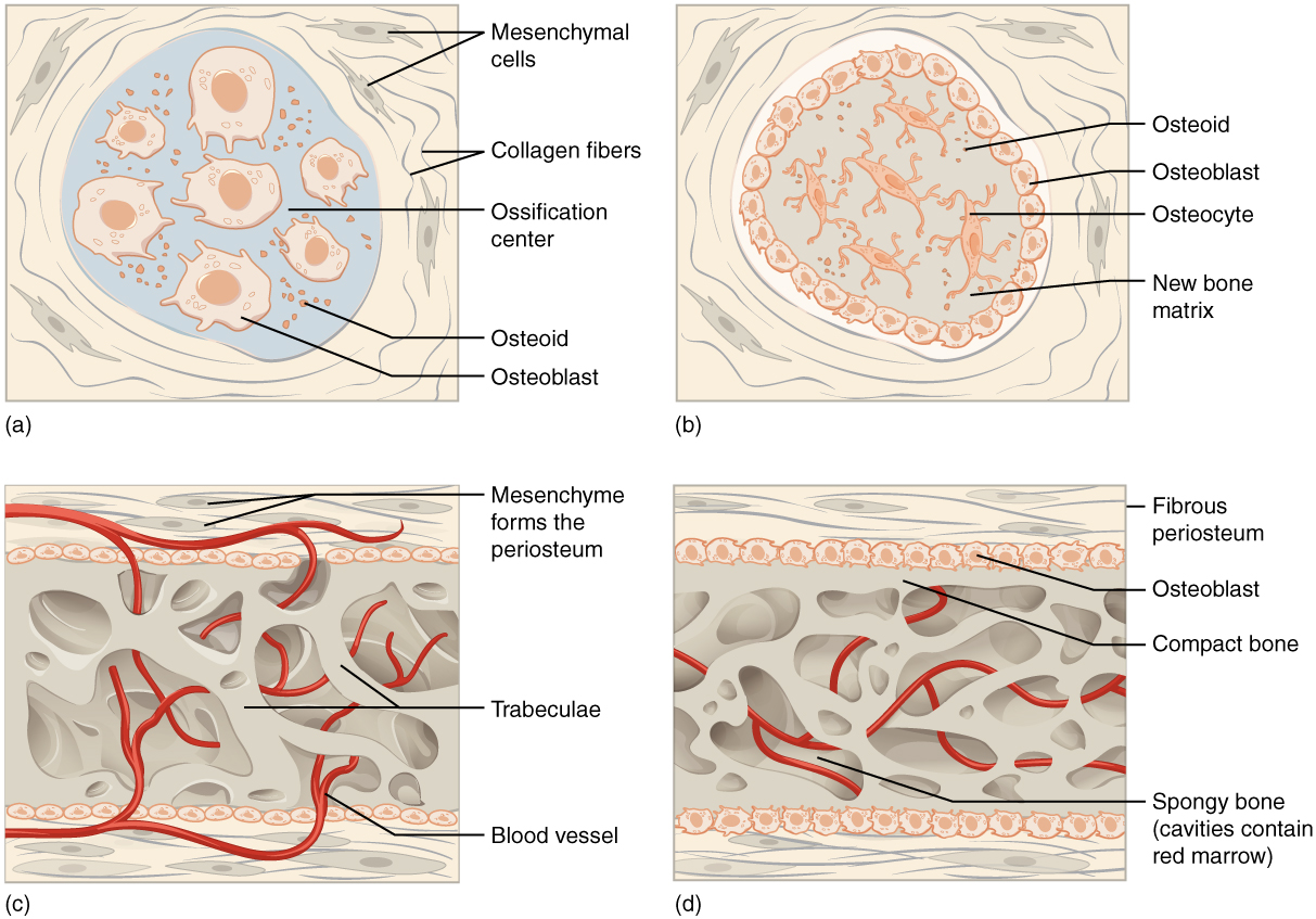 ”adc7826f821d921d2b47a768327e1204b1a47dc7” by OpenStax College is licensed under CC BY 4.0. Access for free at https://openstax.org/books/anatomy-and-physiology-2e/pages/6-4-bone-formation-and-development#fig-ch06_04_01 Illustrations with text labels for major structures, showing process of intramembranous ossification