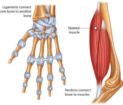 “tendon-lig.jpg” by unknown author is licensed under CC BY-SA 4.0. Access for free at https://pressbooks.ccconline.org/bio106/chapter/skeletal-structures-and-functions/ Illustration showing ligaments and tendons connecting bones and muscles respectively