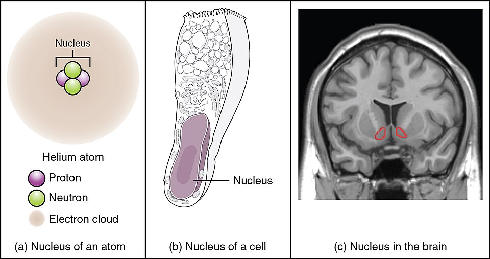 Illustration and medical imaging showing the concept of a nucleus in an atom, a cell, and the brain