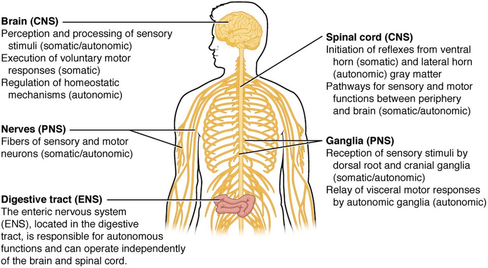 Illustration showing somatic, enteric, and autonomic structures with labels