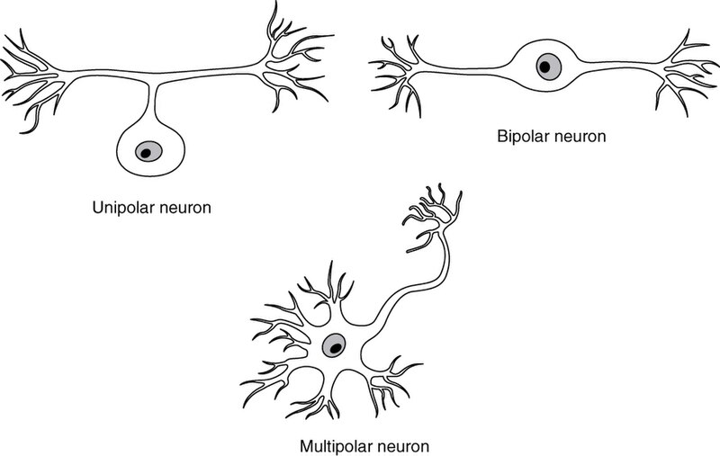 Illustration showing different types of neurons
