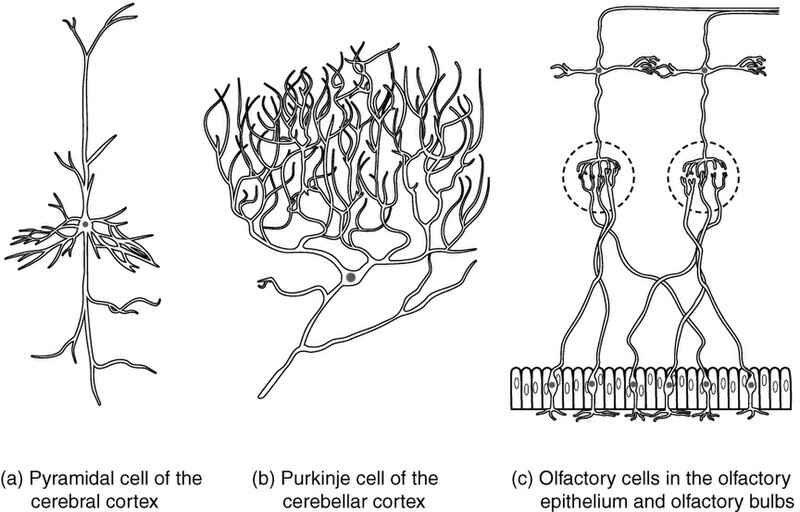 Illustration showing three other types of neurons