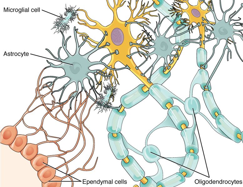 Illustration showing glial cells