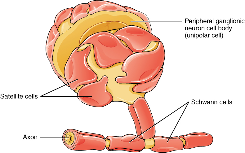 Illustration showing glial cells of the P N S