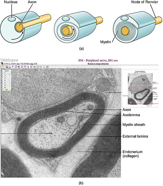 Illustration and scope image showing composition and location of a myelinated neuron