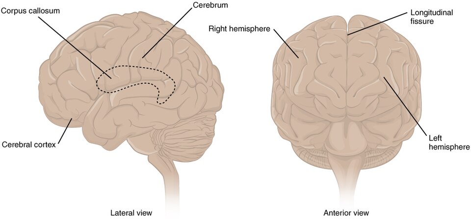 Illustration showing lateral and anterior views of brain with labels for major structures