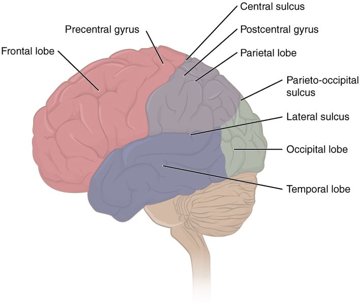 Illustration showing the lobes of the cerebral cortex