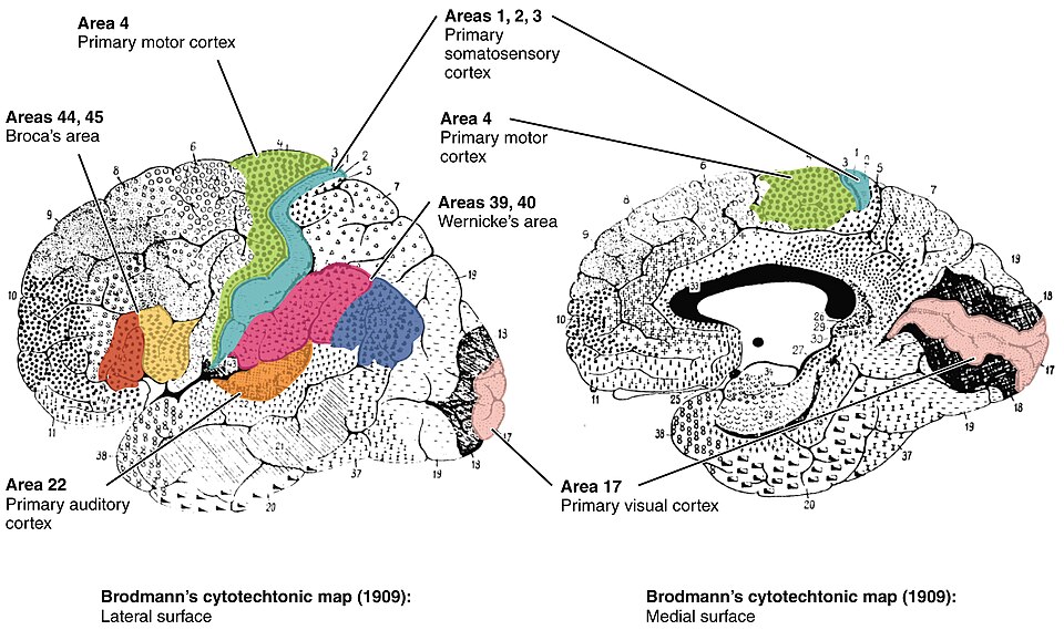 Illustration showing Brodmann areas in the human brain