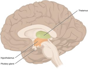 Illustration showing Diencephalon
