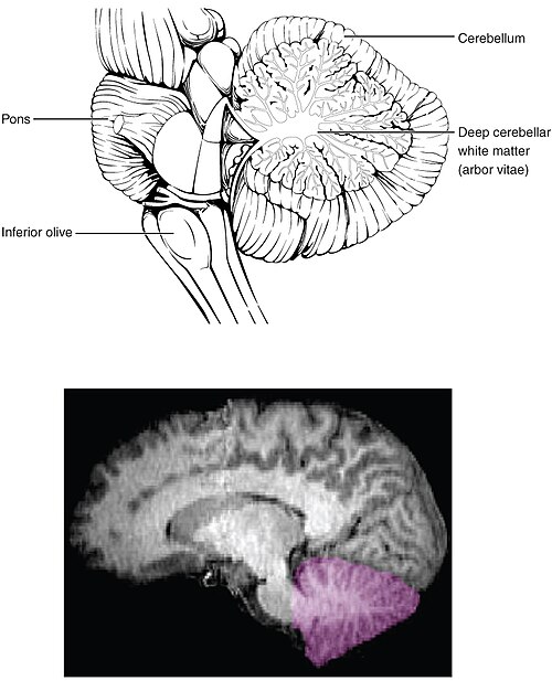 Illustration and medical imagery showing major structures and location of cerebellum