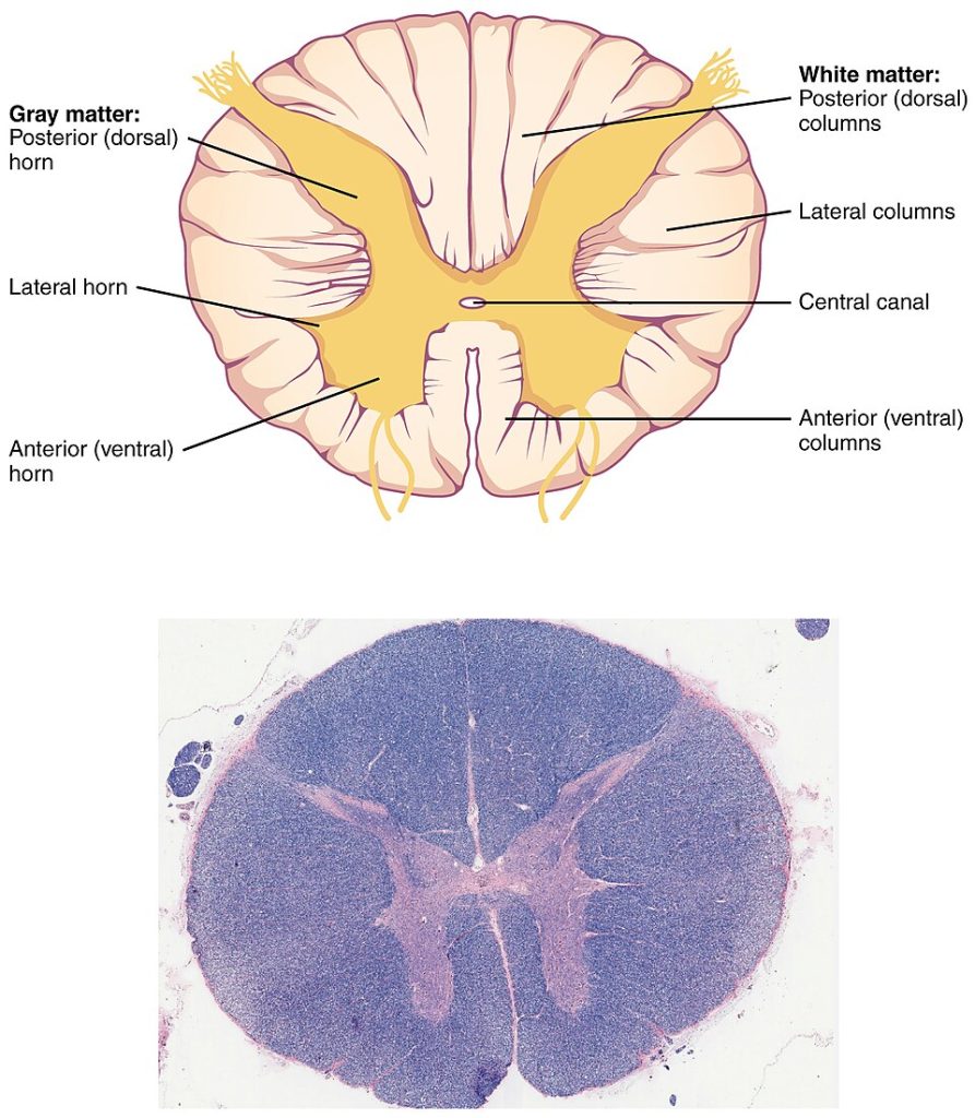 Illustration and medical imagery showing a cross section of the spinal cord