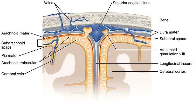 Illustration showing location and major structures of meningeal layers