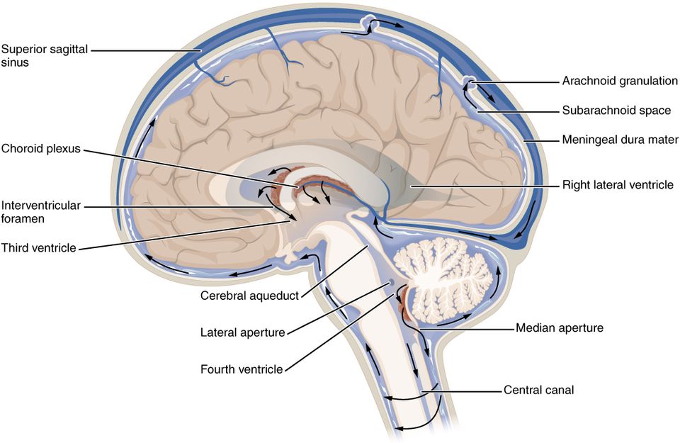 Illustration showing major structures and location of C F S circulation