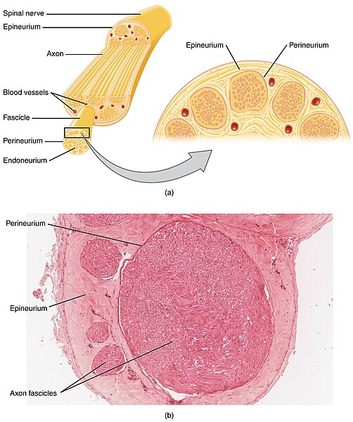 Illustration and slide image showing composition of nerve structure