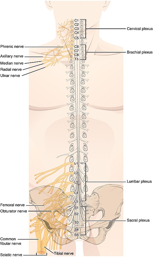 Illustration showing the major structures of the spinal nerve plexuses