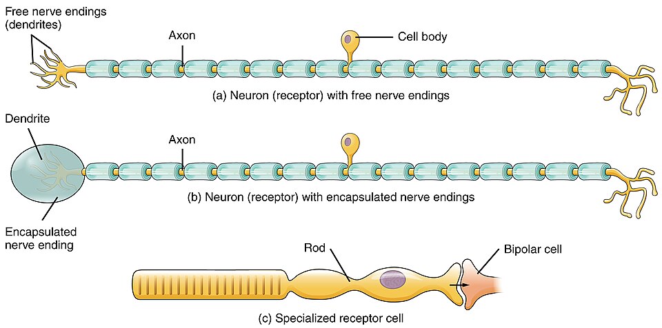 “1401_Receptor_Types” by OpenStax is licensed under CC BY 4.0 Illustration showing receptor types with labels for major structures