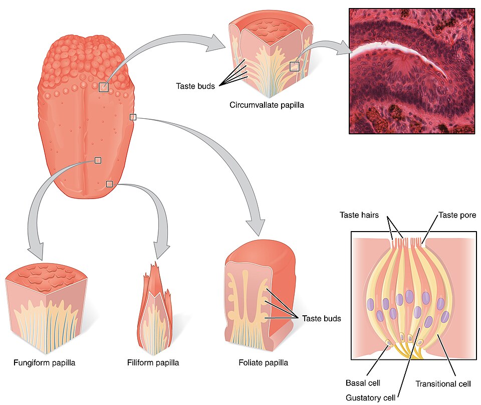 “1402_The_Tongue” by OpenStax is licensed under CC BY 4.0 Illustration showing the major structures of the tongue with several closeups of papillae types