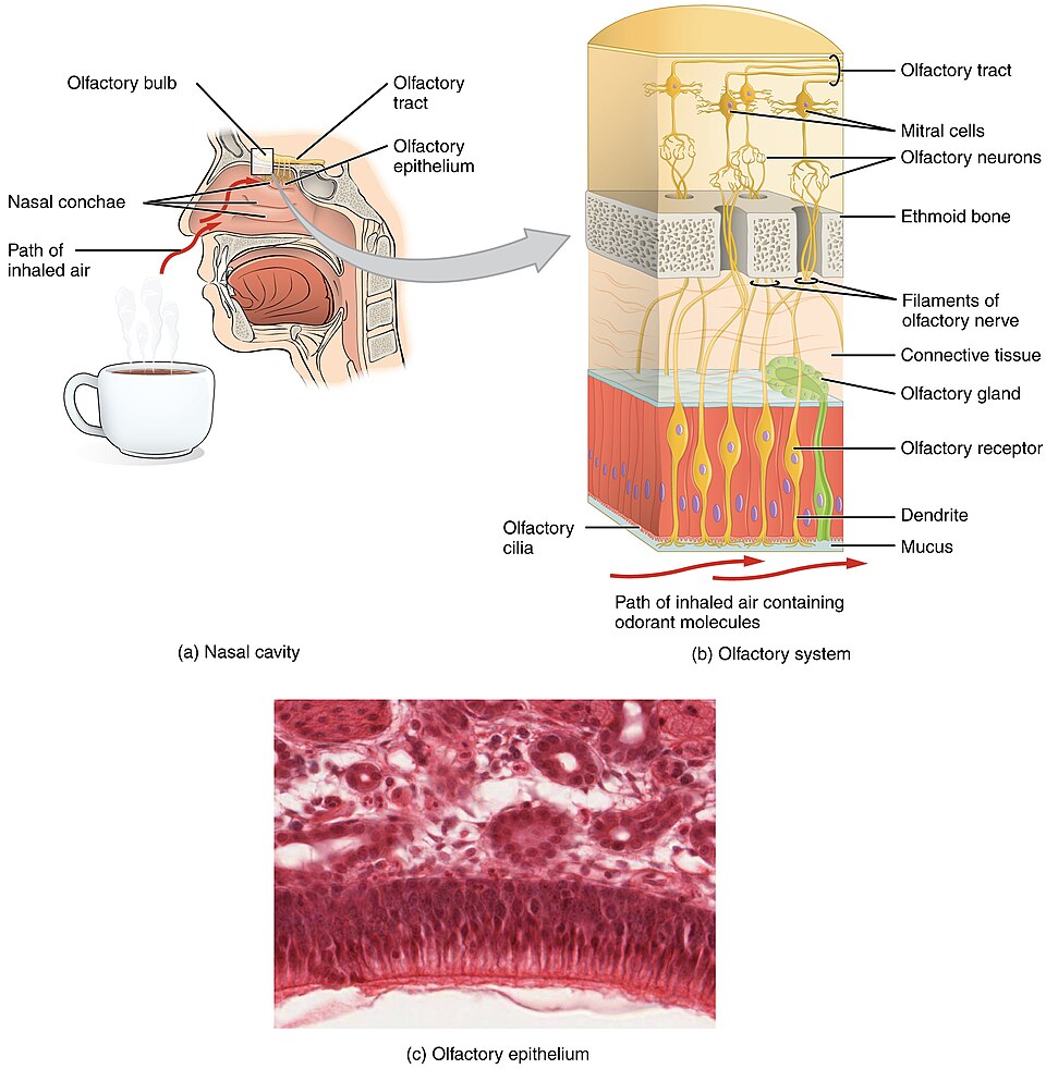 “1403_Olfaction” by OpenStax is licensed under CC BY 4.0 Illustration showing olfaction location and processes, along with a cross section of olfactory epithelium
