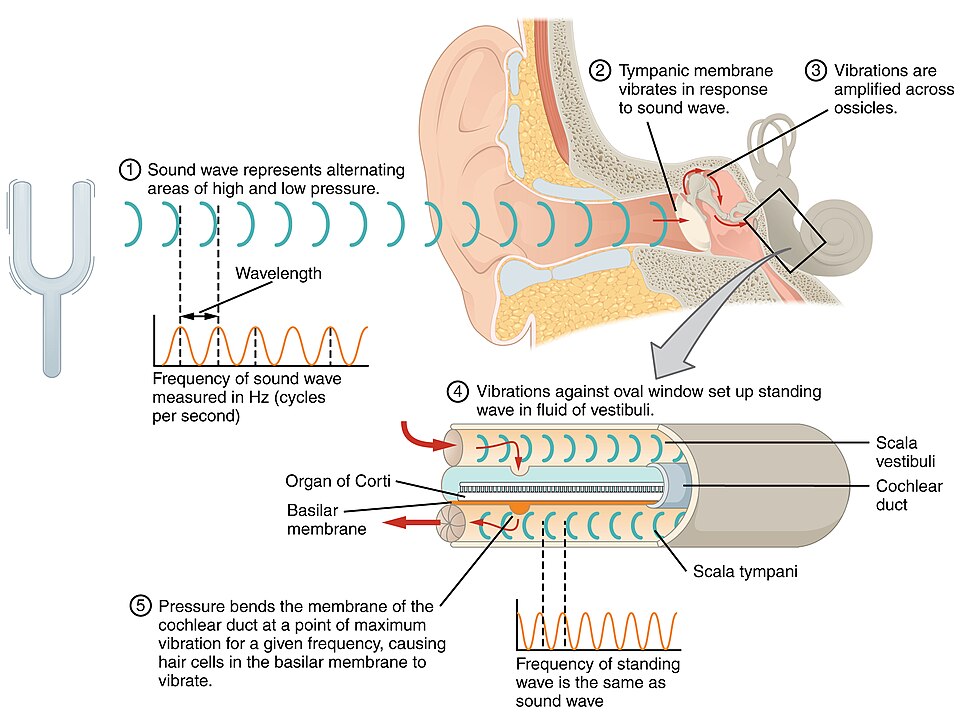 “1405_Sound_Waves_and_the_Ear” by OpenStax is licensed under CC BY 4.0 Illustration showing transmission of sound waves on cochlea